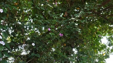 Tree with Flowers and Bird Stock Footage 125136040