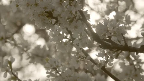 Tree with flowers in backlight Stock-Footage 107822933