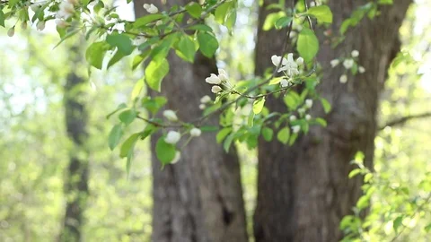 Tree Flowers Budding Video stock 91041201