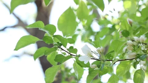 Tree Flowers Budding Video stock 91041239
