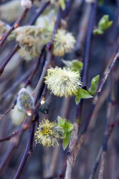 Tree flowers budding from a tree Stock Photos
