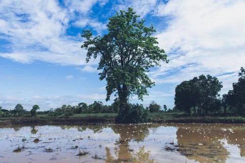Tree with flowers falling into the water Stock Photos