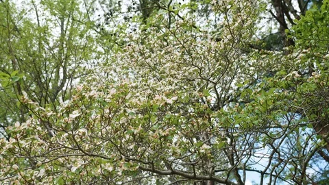 Tree with flowers Stock Footage 128784556
