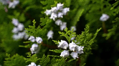 Tree with flowers Stock Footage 261098401