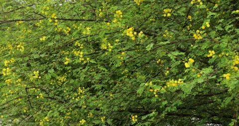 Tree with flowers Stock Footage 272583578