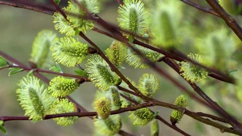Tree flowers 動画素材 282360042