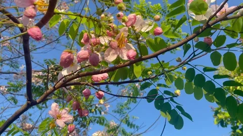 Tree flowers Stockbeeldmateriaal 332750909