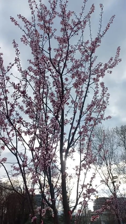 Tree Flowers Moving In Spring Stock Footage 274284810