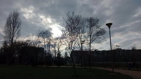 Tree Flowers Moving In Spring Stock Footage 274284811