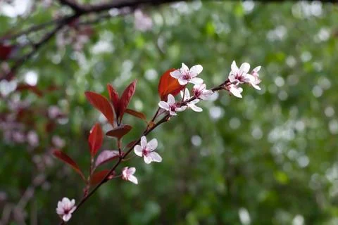 Tree flowers Stock Photos