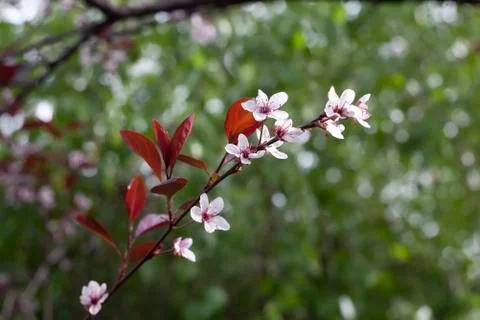 Tree flowers Stock Photos
