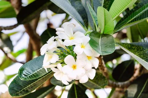 Tree flowers Stock Photos