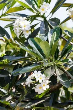 Tree flowers Stock Photos