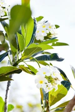 Tree flowers Stock Photos
