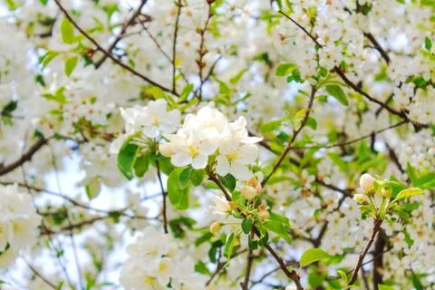 Tree with flowers Stock Photos