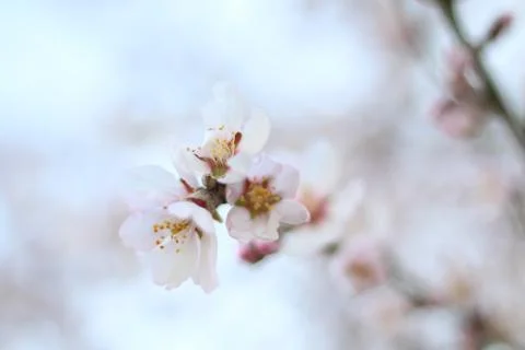Tree flowers Stockfoto's
