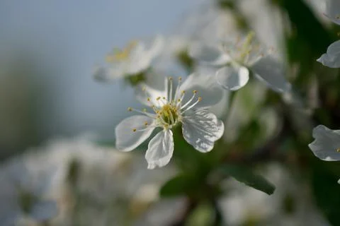 Tree flowers Stock Photos