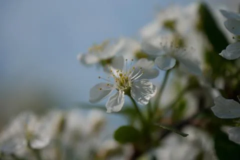 Tree flowers Stock Photos