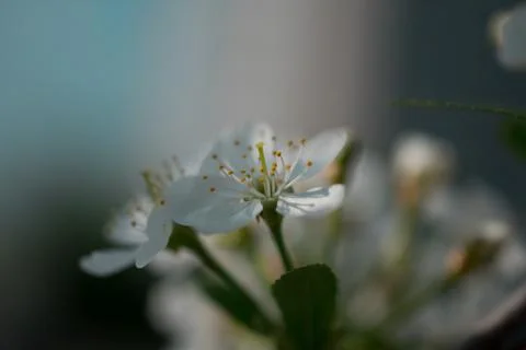 Tree flowers Stock Photos