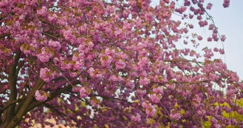 Tree with flowers plants in the nature in the spring season 動画素材 332909624
