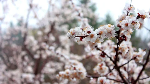 Tree Flowers In Rain Stock Footage 37148303