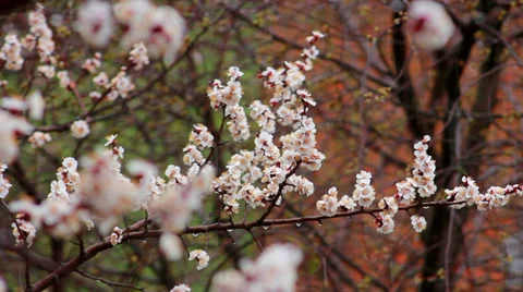 Tree Flowers In Rain | Stock Video | Pond5
