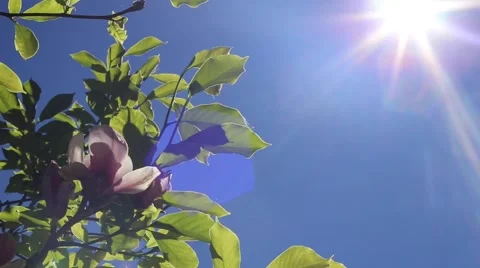 Tree with flowers in the sun Stock Footage 57266088