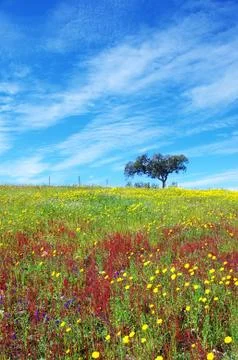 Tree in flowery field on spring. Stock Photos