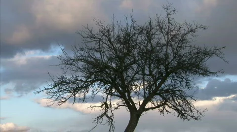 Tree with flowing clouds Stock Footage 647159