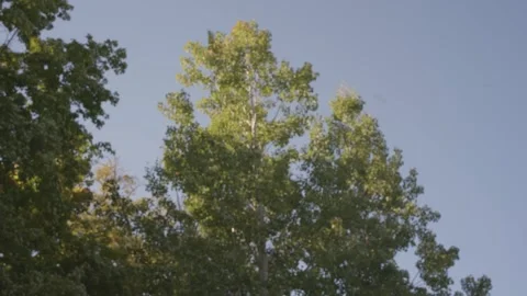 Tree flowing in the wind during early fall, golden hour, tripod shot Vídeo Stock 294468797