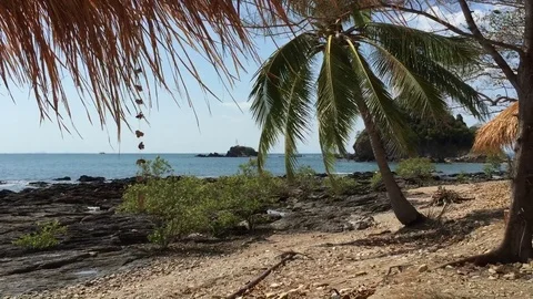 Tree flowing in the wind Vidéo 75702743