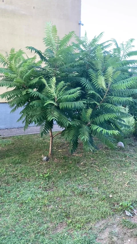 A tree flutters in a strong wind. Vertical video Stock Footage 283376615