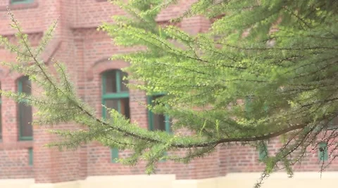 Tree flutters in the wind, the movement of the camera Stockbeeldmateriaal 60988905