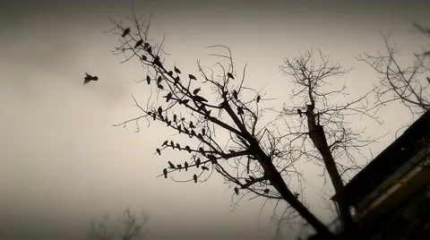Tree fly bird Stock Footage 46274624