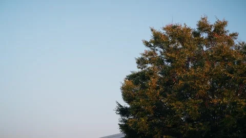 Tree with Flying Birds in Spring - Kings Park Long Island Stock Footage 308337421