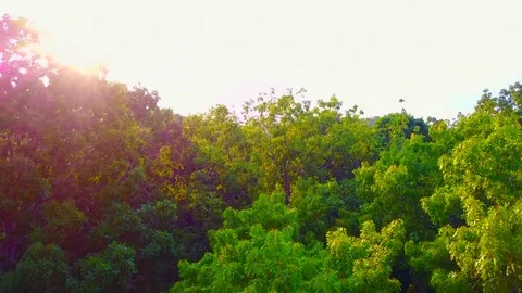 Tree Flyover Stock Footage 77703619