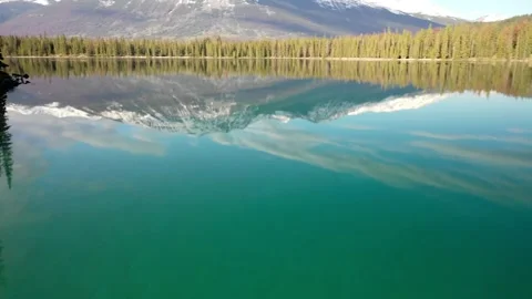 Tree flyover Stock Footage 134343647