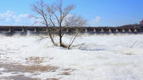 Tree in foamy water Stock Footage 75023384