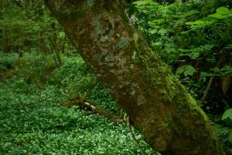 Tree in focus, background out of focus 库存照片