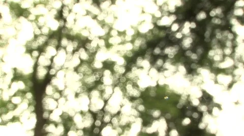 Tree Focus Pull Video stock 523775