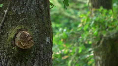A TREE FOCUSING IN THE FOREST Stock Footage 95668470