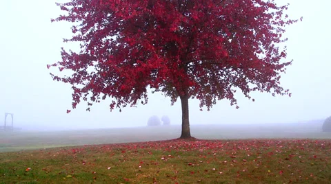 Tree in the fog 2 Stock Footage 31865492