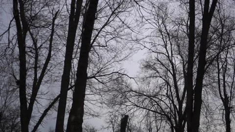 Tree in fog and cloudy weather Stock Footage 146403133
