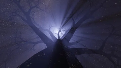 Tree fog and moon Stock Footage 246789530