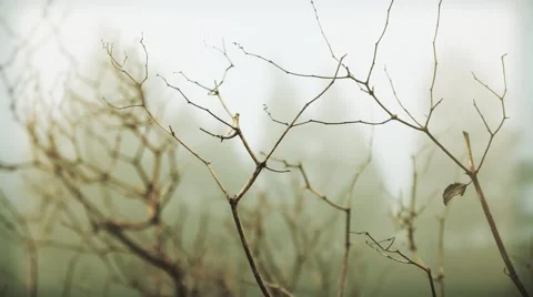 Tree with fog and wind, texture, abstract 1080p Stock Footage 62905184