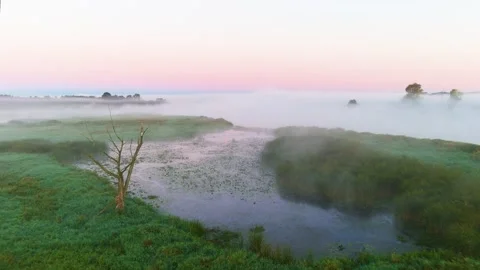 Tree, Fog, Backwaters, Grass 스톡 동영상 211786478