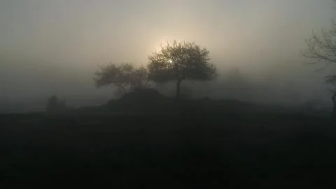 Tree in the fog at dawn Stock Footage 166335486