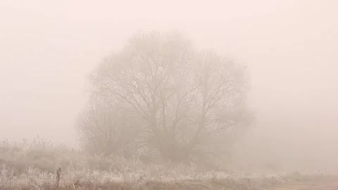 Tree in the fog Stock Footage 167072065