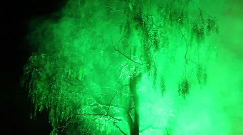 Tree fog HD Stock Footage 32329370