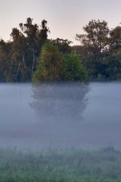 Tree in the Fog Stock Photos